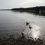 koirat uimassa heinäkuu-2012