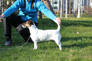Peppi